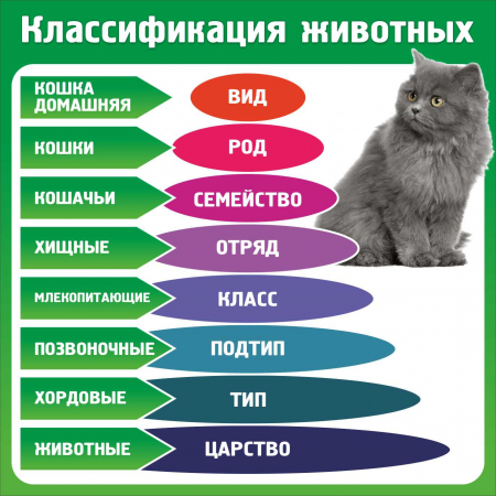 Классификация животных